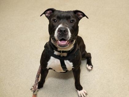 Tyson, a Adoptable mixed breed in Coon Rapids, MN image 2/3