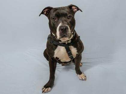 Tyson, a Adoptable mixed breed in Coon Rapids, MN image 3/3