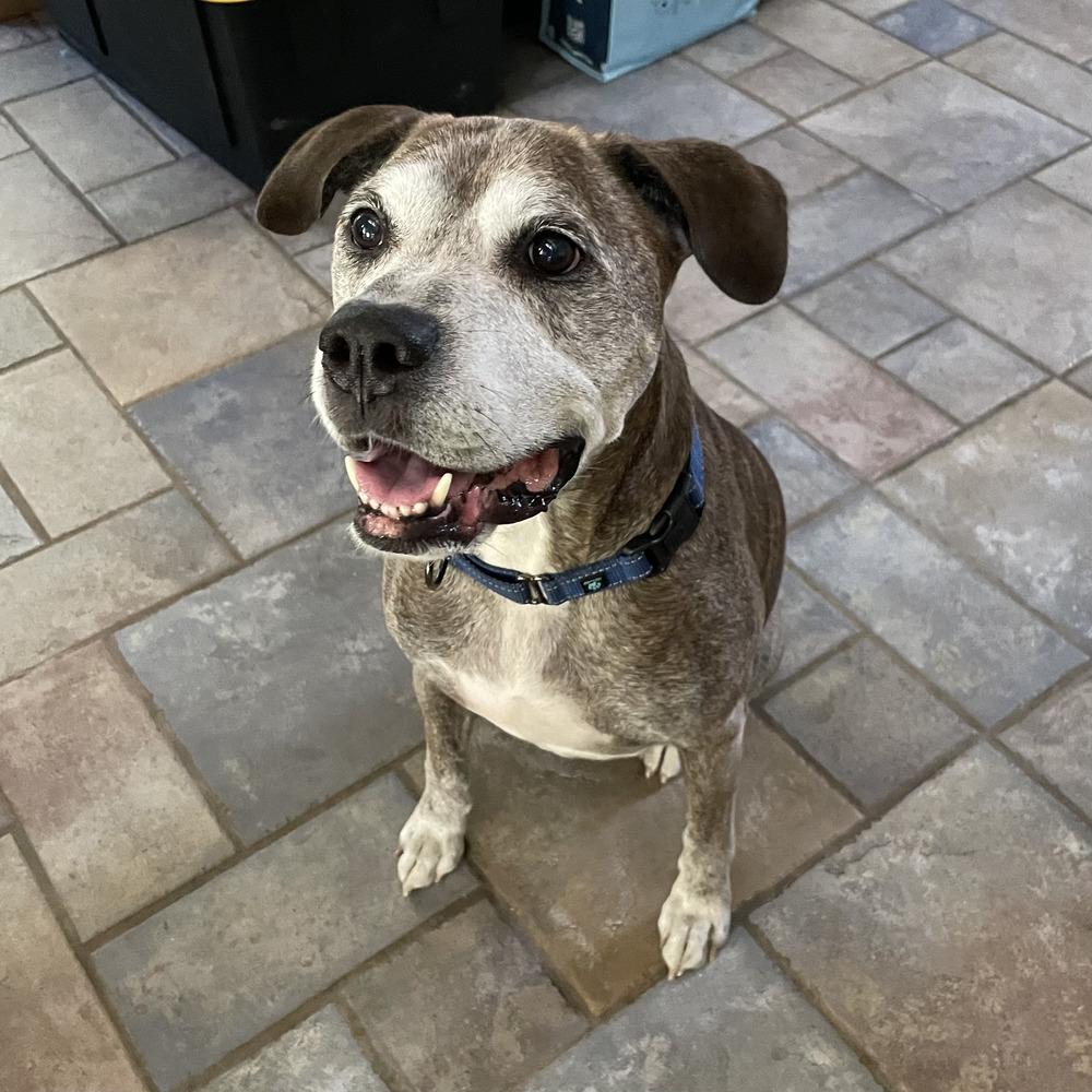 Bear, a Adoptable mixed breed in Melbourne Beach, FL image 1/4