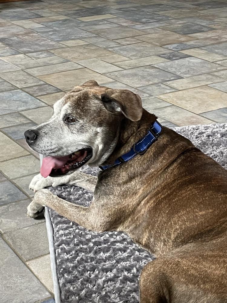 Bear, a Adoptable mixed breed in Melbourne Beach, FL image 2/4