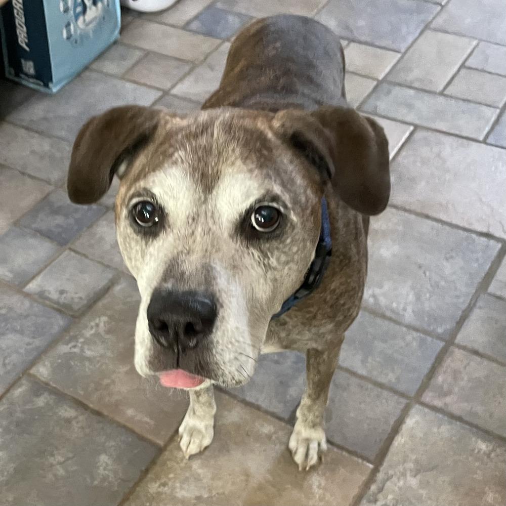 Bear, a Adoptable mixed breed in Melbourne Beach, FL image 3/4
