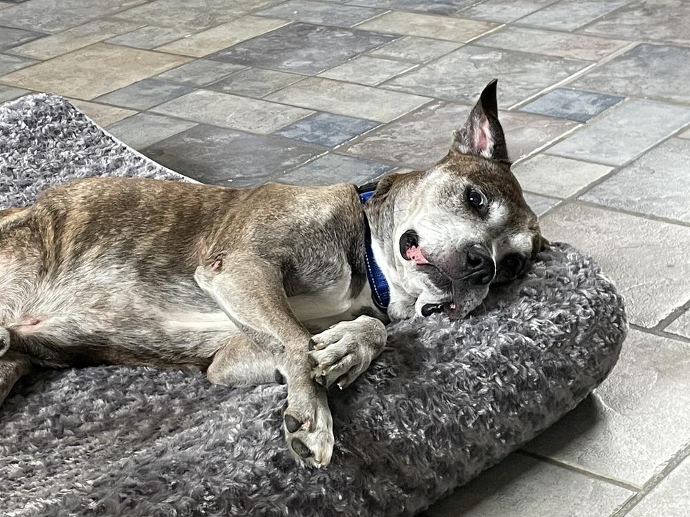 Bear, a Adoptable mixed breed in Melbourne Beach, FL image 4/4