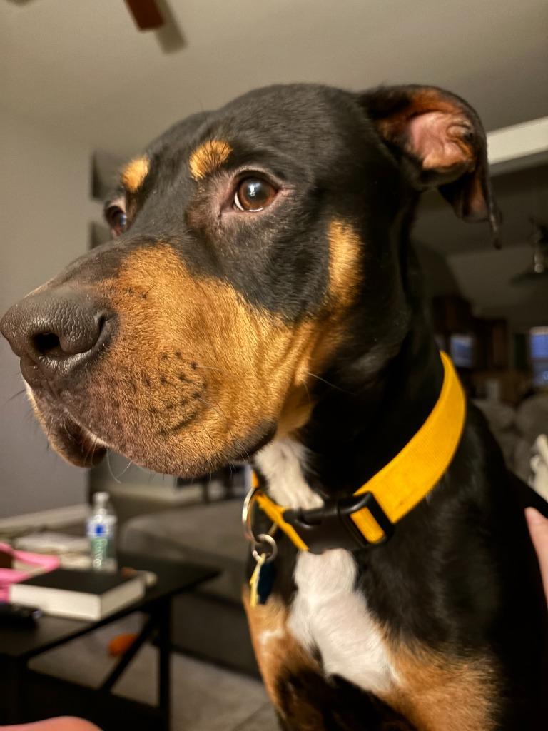 Elton, Adoptable, Adult Male Rottweiler.