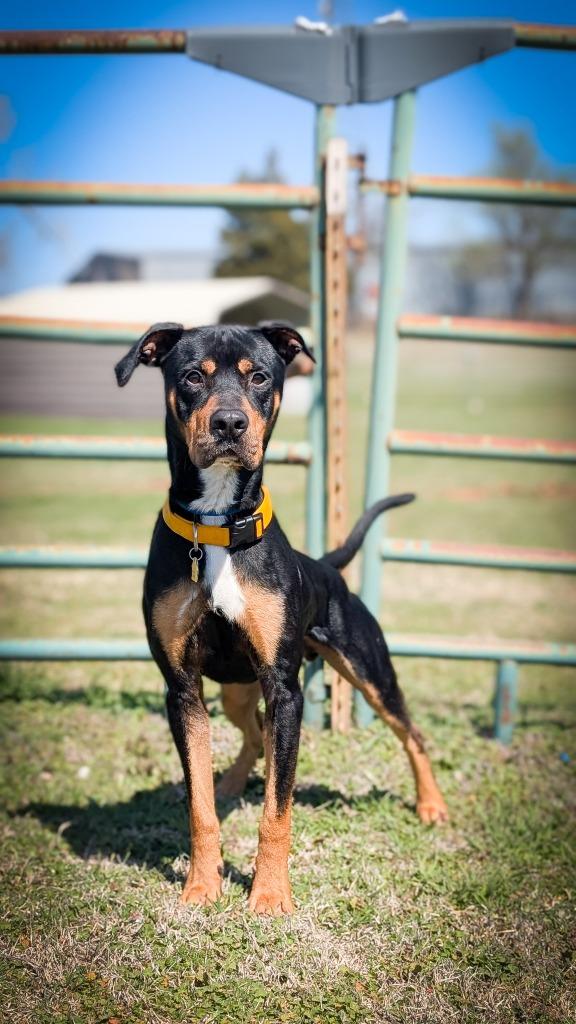 Elton, a Adoptable Rottweiler in Mustang, OK image 1/4
