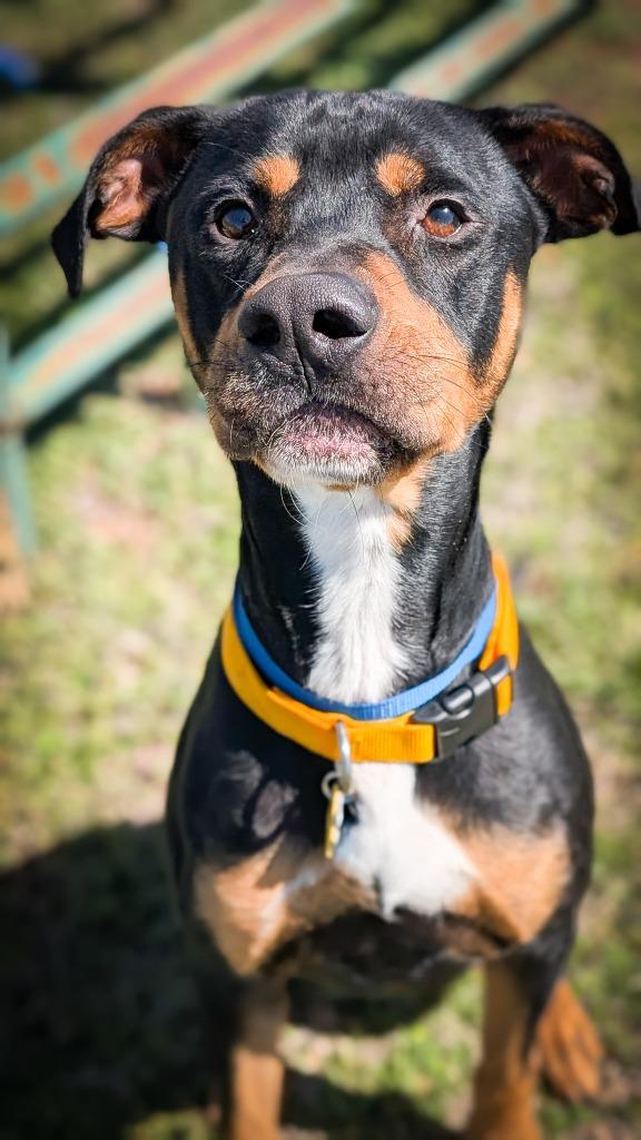 Elton, a Adoptable Rottweiler in Mustang, OK image 2/4