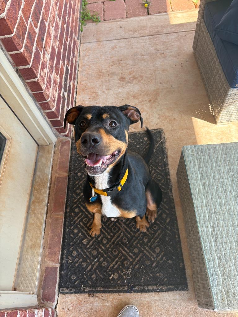 Elton, a Adoptable Rottweiler in Mustang, OK image 3/4