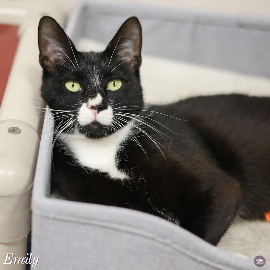Enlarge Emily, a Adoptable Domestic Short Hair in Hopkinton, MA image 1/6