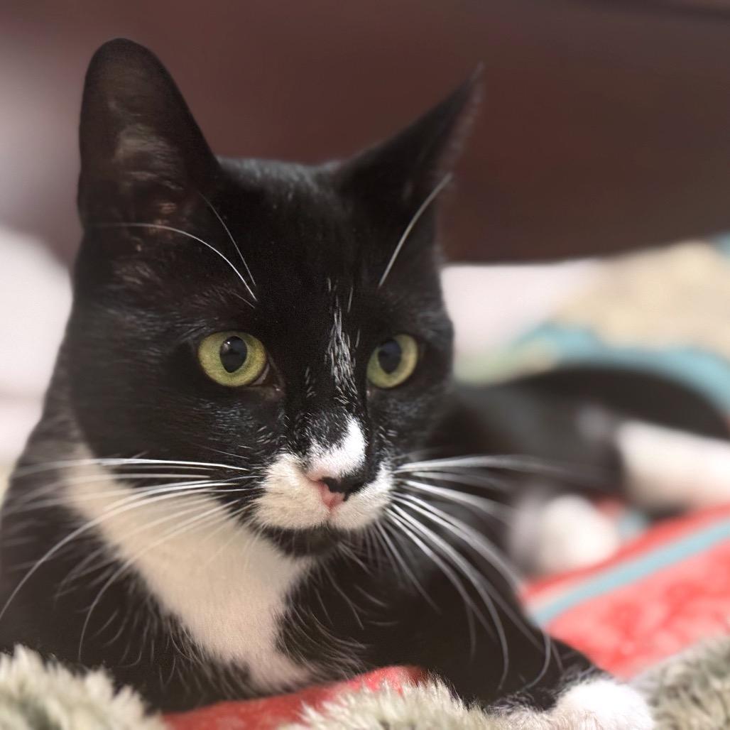 Enlarge Emily, a Adoptable Domestic Short Hair in Hopkinton, MA image 2/6