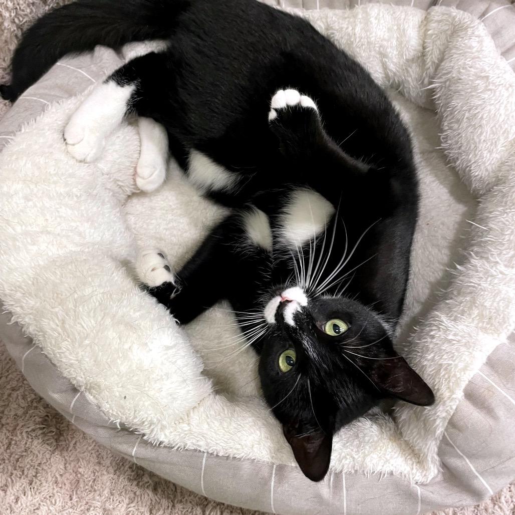 Enlarge Emily, a Adoptable Domestic Short Hair in Hopkinton, MA image 3/6