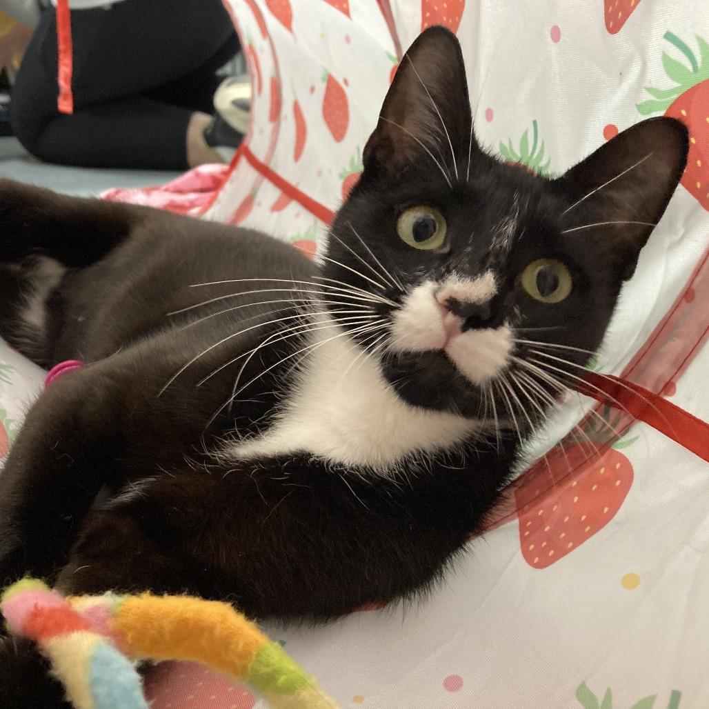 Enlarge Emily, a Adoptable Domestic Short Hair in Hopkinton, MA image 6/6