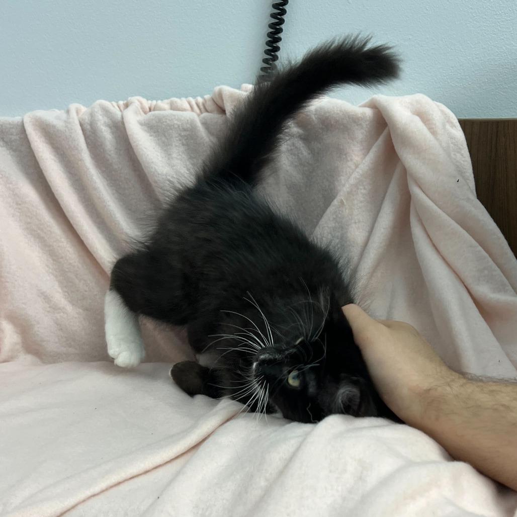 Mercury, a Adoptable Domestic Medium Hair in Abbotsford, BC image 1/4