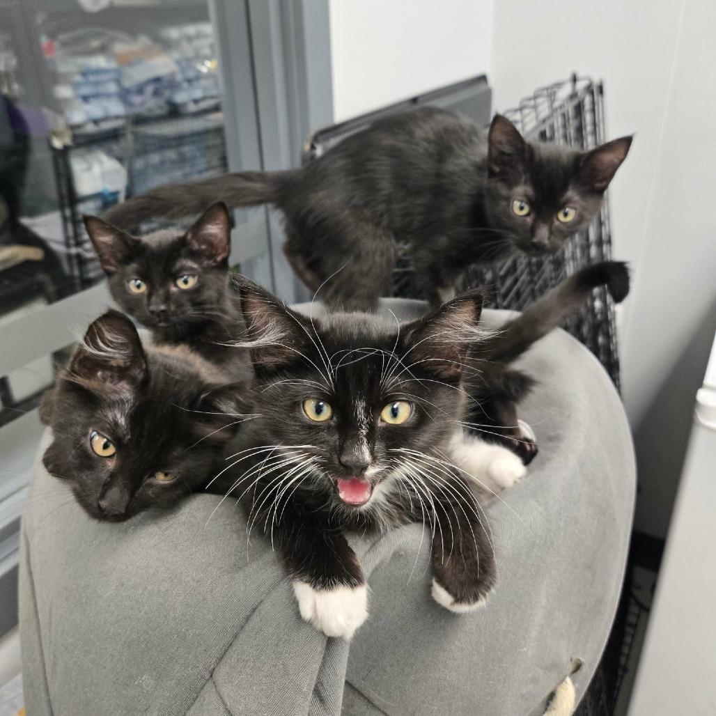 Mercury, a Adoptable Domestic Medium Hair in Abbotsford, BC image 2/4