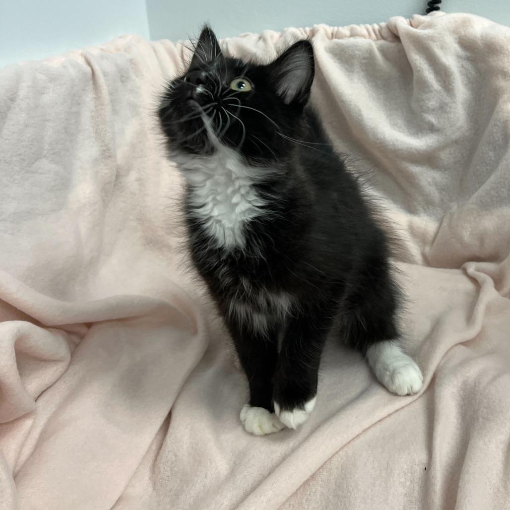 Mercury, a Adoptable Domestic Medium Hair in Abbotsford, BC image 3/4