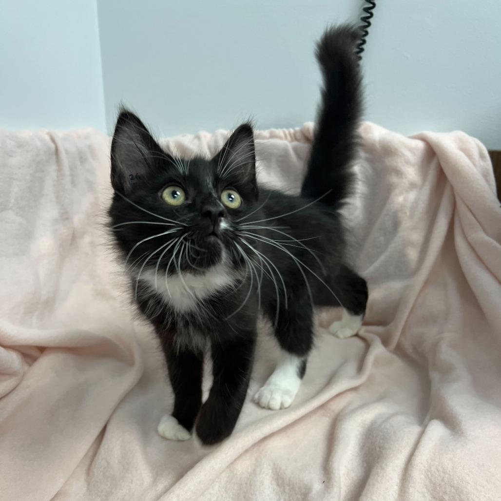 Mercury, a Adoptable Domestic Medium Hair in Abbotsford, BC image 4/4