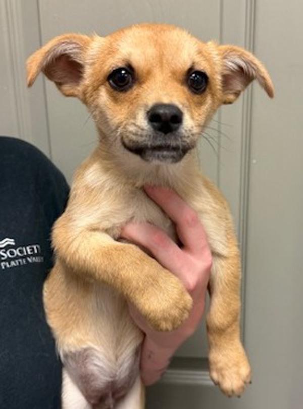 Wasabi, Adoptable, Puppy Male Terrier & Chihuahua.