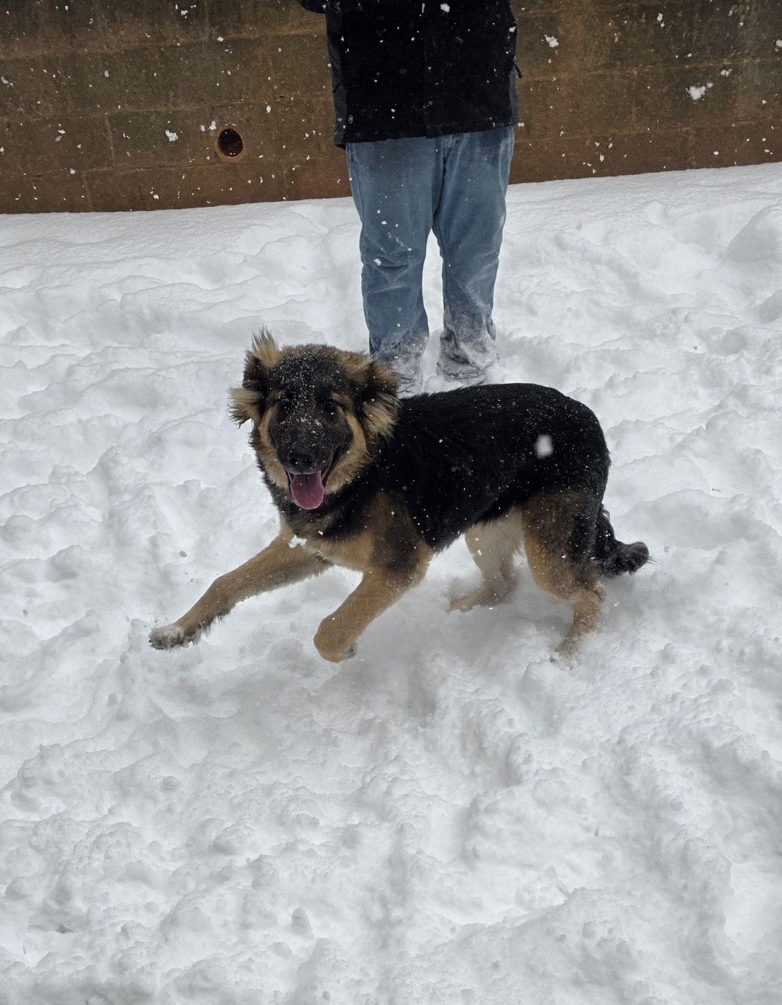 Jeremiah, Adopted, Young Male German Shepherd Dog.