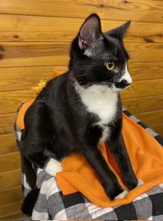 St. Sebastian - come meet me at The Kitten Around Cat Lounge!