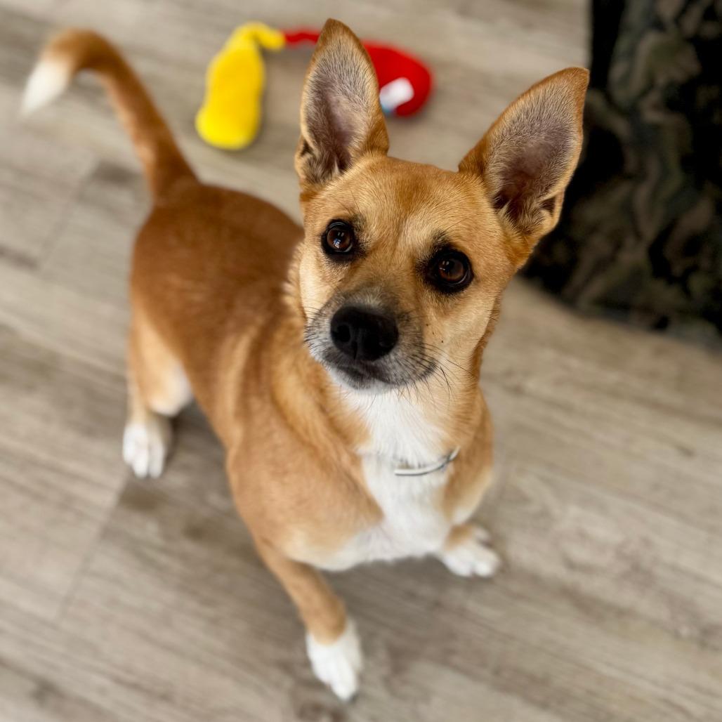 Enlarge Benny, a Adoptable mixed breed in Green Bay, WI image 2/6