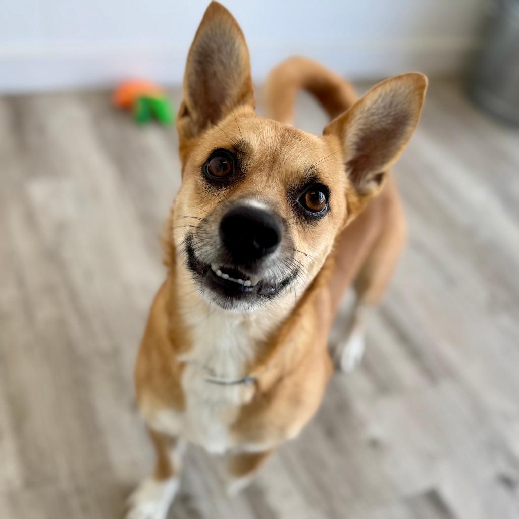 Enlarge Benny, a Adoptable mixed breed in Green Bay, WI image 3/6