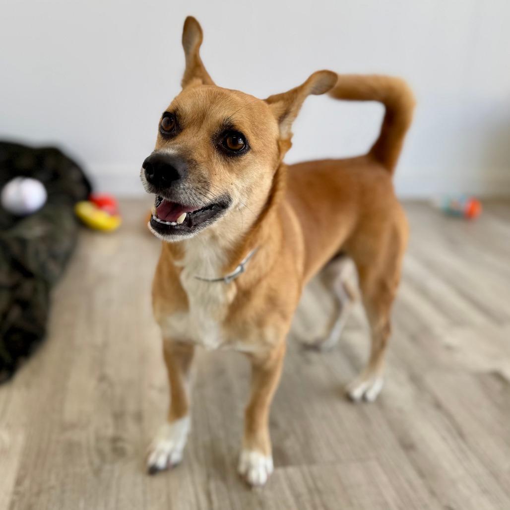 Enlarge Benny, a Adoptable mixed breed in Green Bay, WI image 6/6