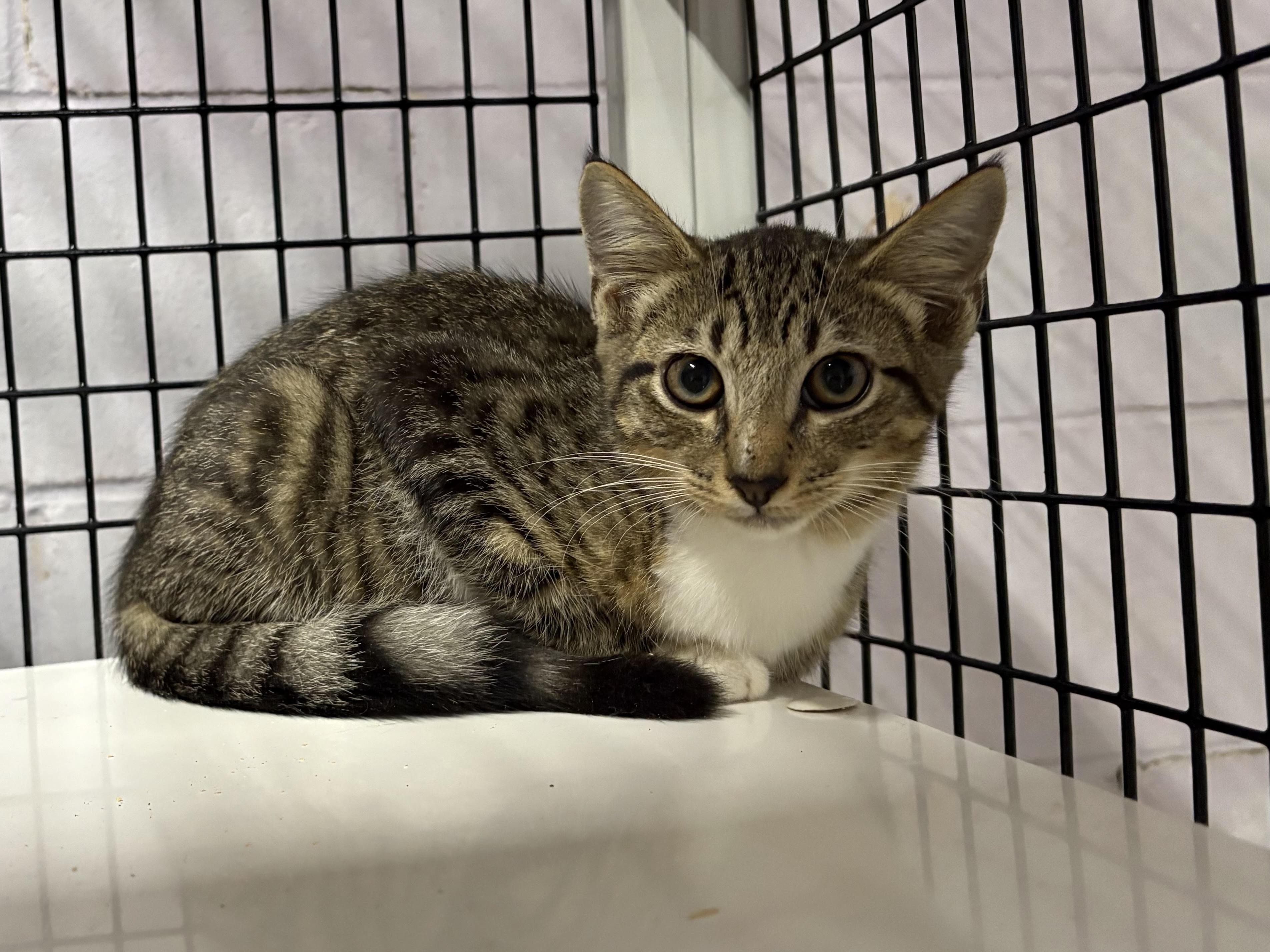 Cisco, Adoptable, Young Male Domestic Short Hair.