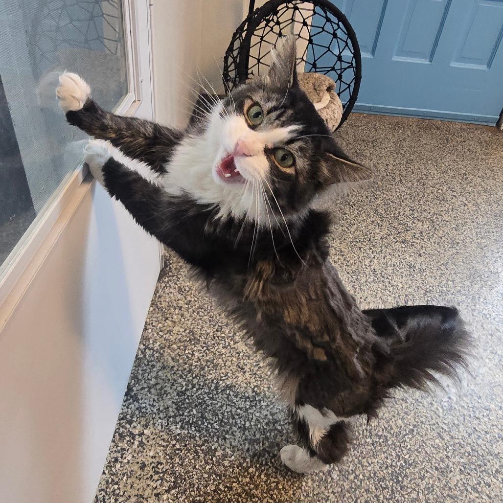 Bucket, Adoptable, Adult Male Domestic Medium Hair.