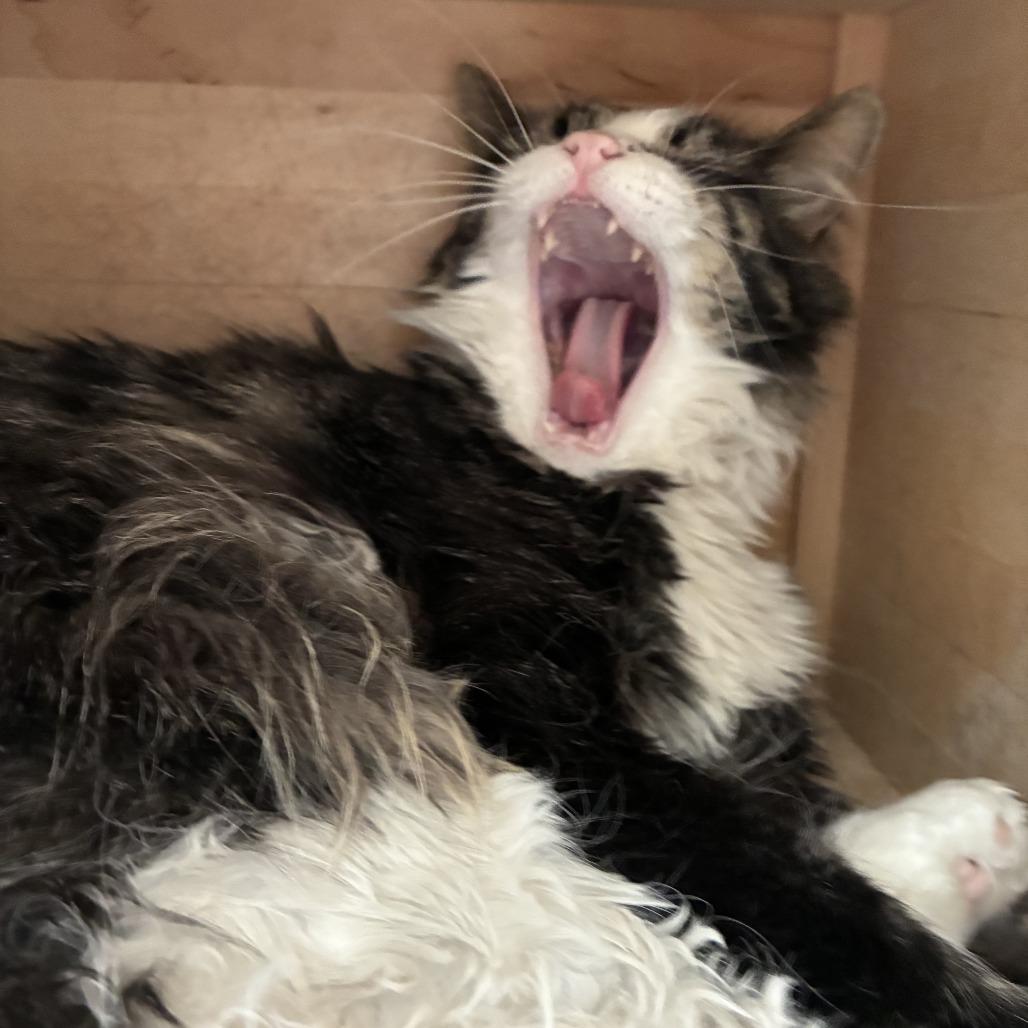 Enlarge Bucket, a Adoptable Domestic Medium Hair in Denver, CO image 2/5
