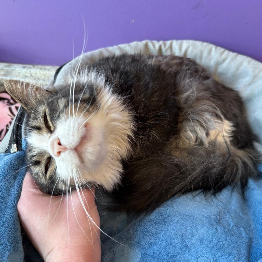 Bucket, a Adoptable Domestic Medium Hair in Denver, CO image 3/6