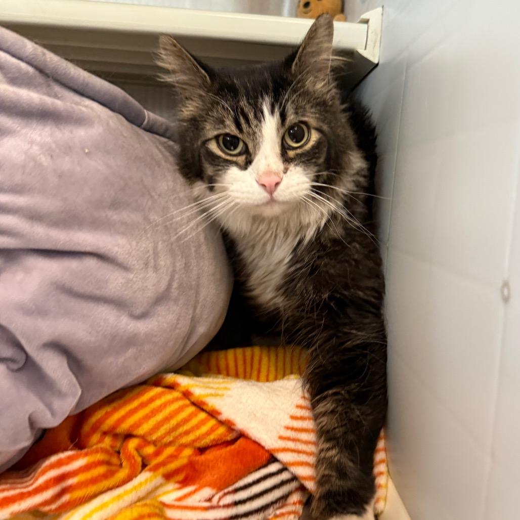 Enlarge Bucket, a Adoptable Domestic Medium Hair in Denver, CO image 3/5