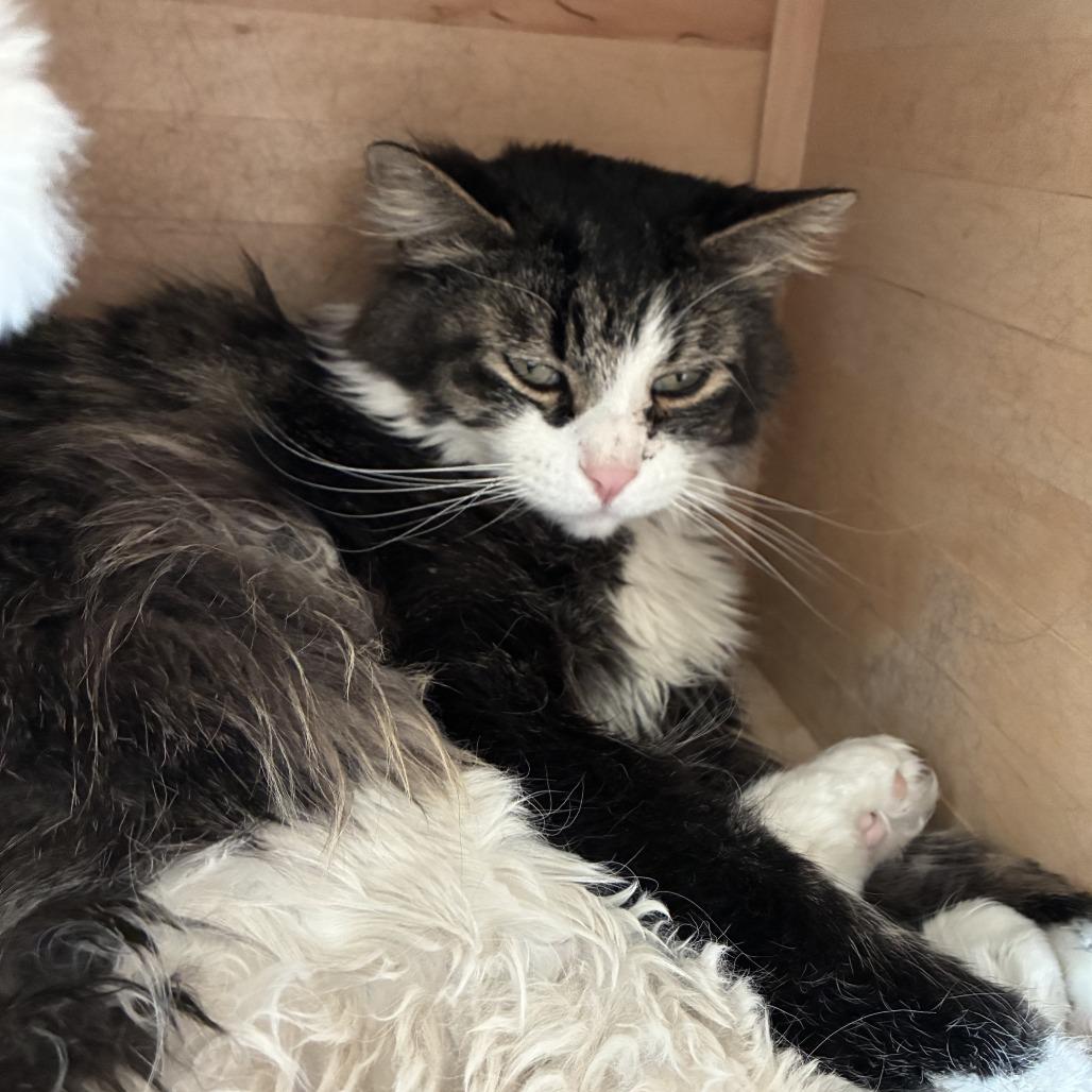 Enlarge Bucket, a Adoptable Domestic Medium Hair in Denver, CO image 4/5