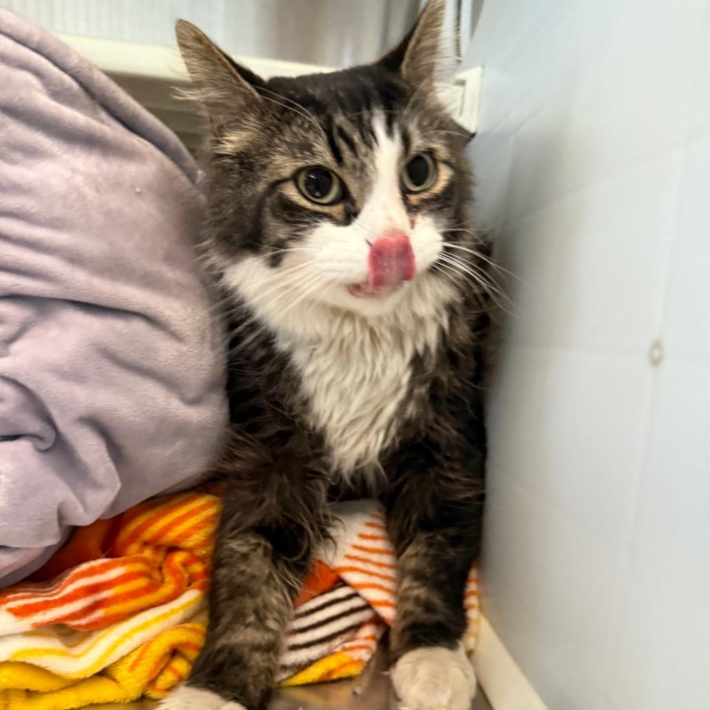 Enlarge Bucket, a Adoptable Domestic Medium Hair in Denver, CO image 5/5