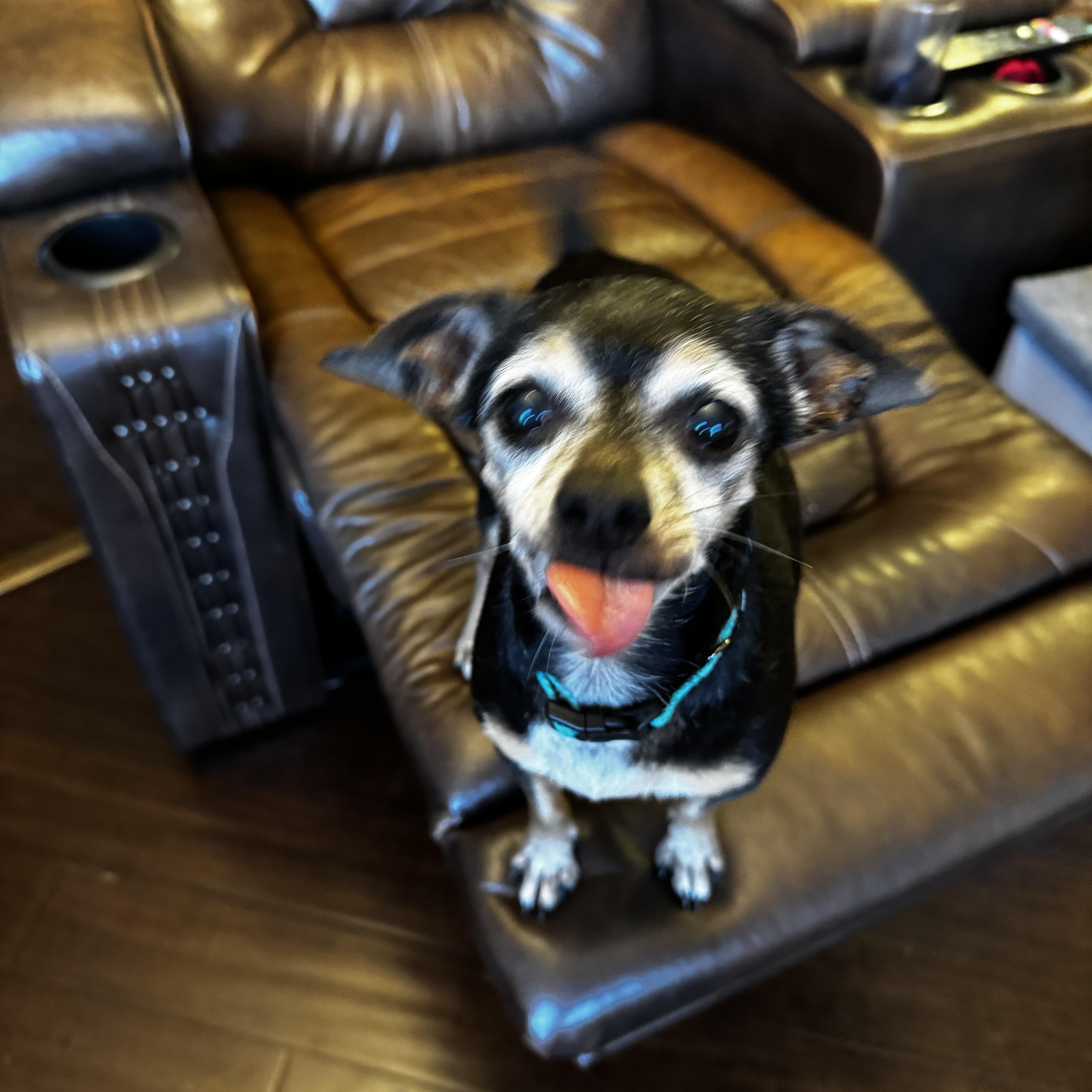 Enlarge Hays, a Adopted mixed breed in Wilkesboro, NC image 5/5