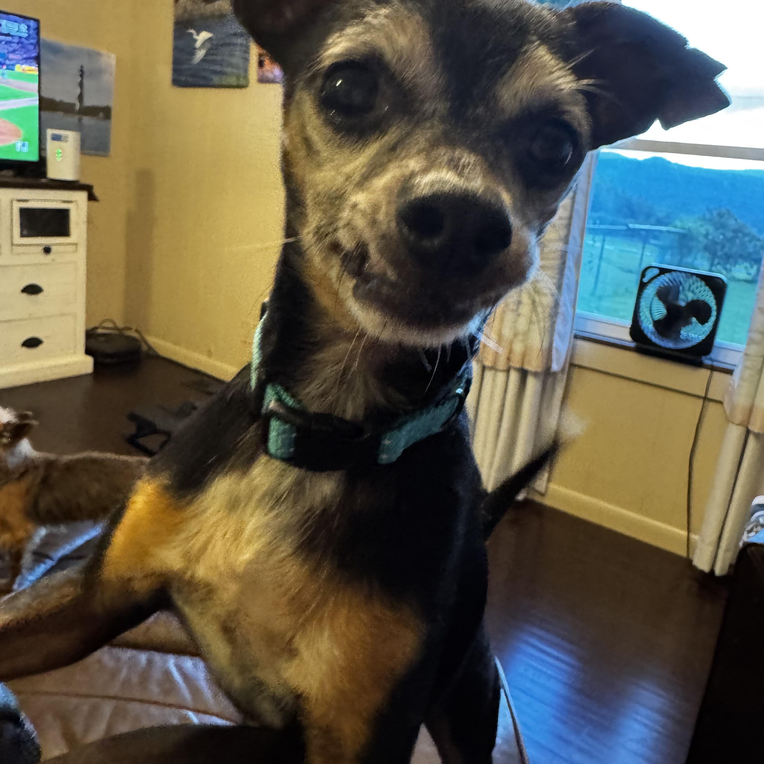 Enlarge Hays, a Adopted mixed breed in Wilkesboro, NC image 4/5
