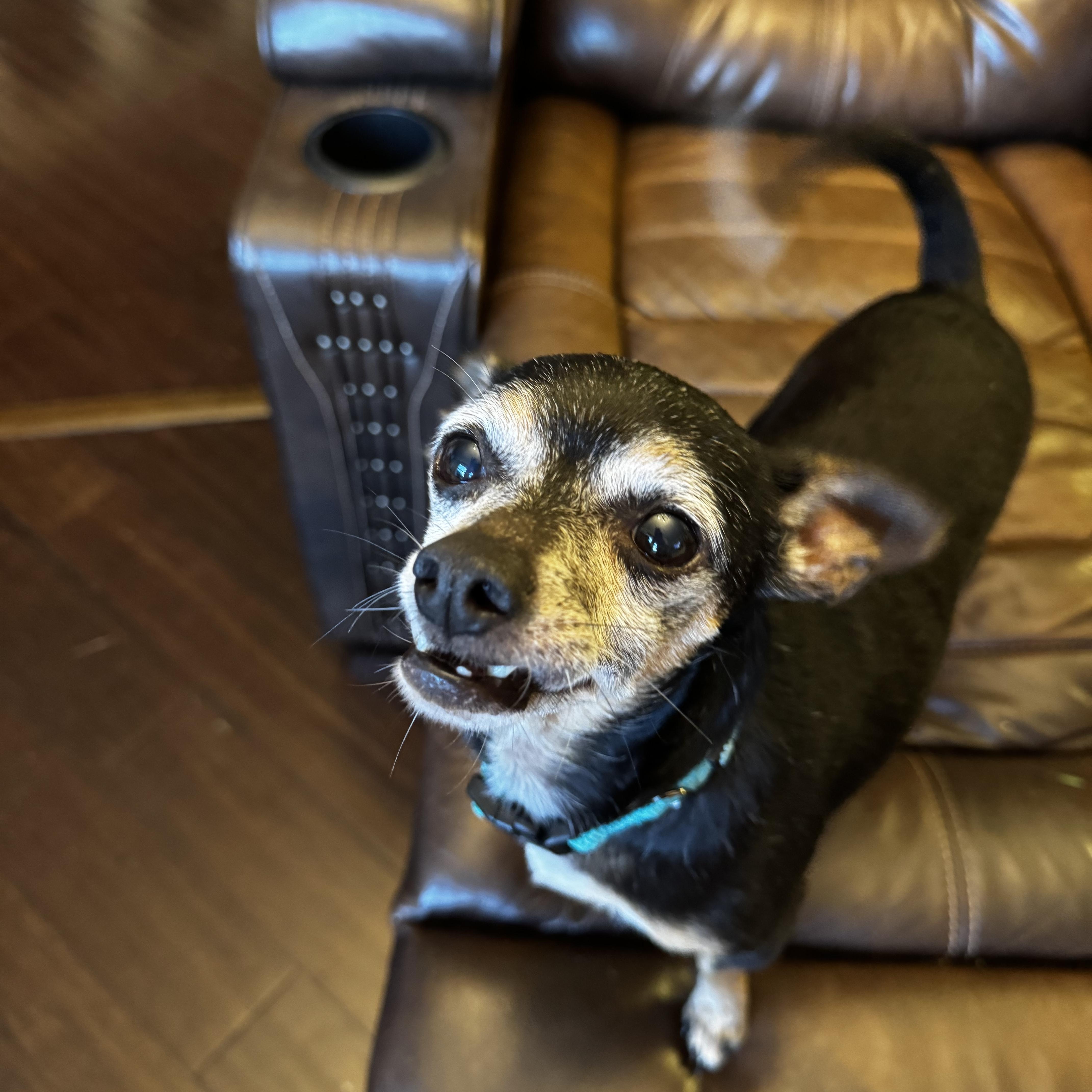 Enlarge Hays, a Adopted mixed breed in Wilkesboro, NC image 2/5
