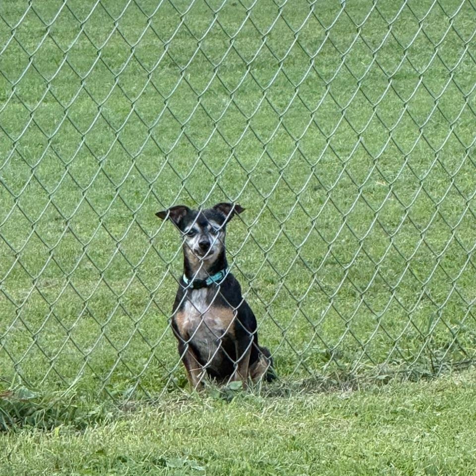 Enlarge Hays, a Adopted mixed breed in Wilkesboro, NC image 3/5