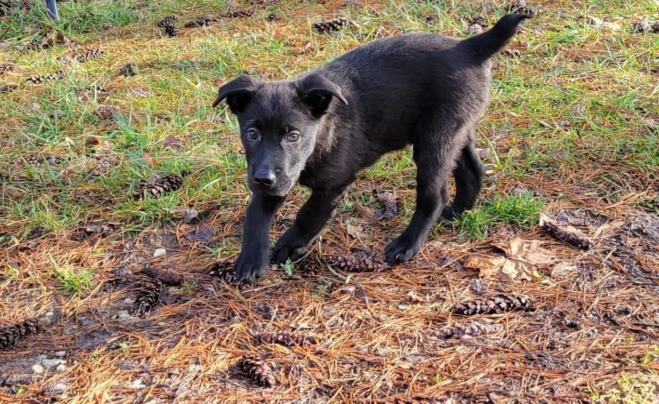 Enlarge Shadow Bob (Scout), a Adoptable mixed breed in Aurora, IN image 2/6