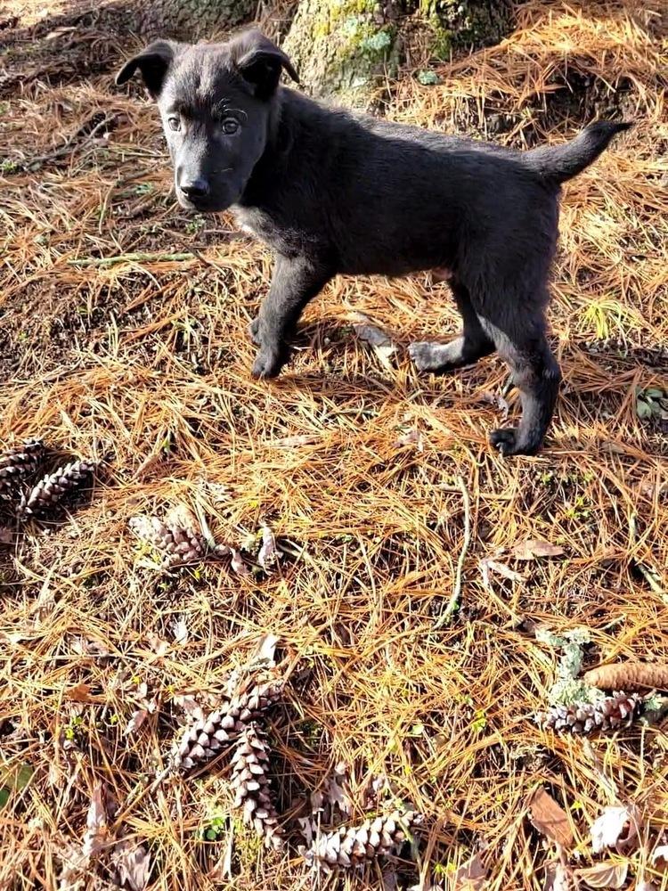 Enlarge Shadow Bob (Scout), a Adoptable mixed breed in Aurora, IN image 3/6