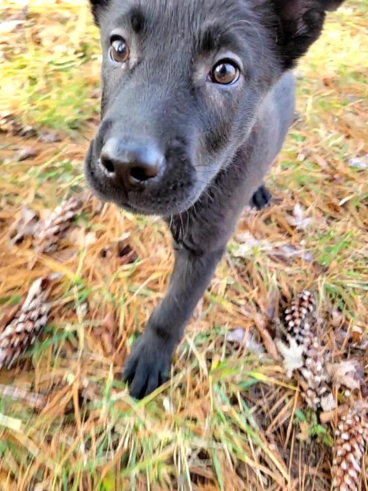 Enlarge Shadow Bob (Scout), a Adoptable mixed breed in Aurora, IN image 4/6