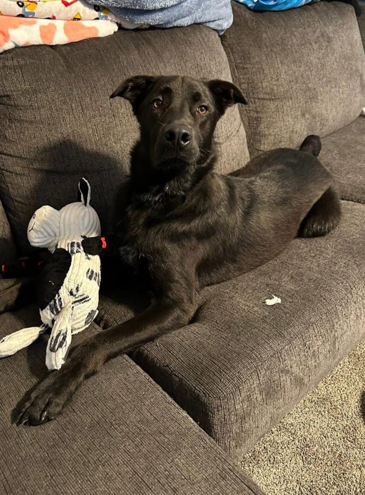 Enlarge Shadow Bob (Scout), a Adoptable mixed breed in Aurora, IN image 5/6