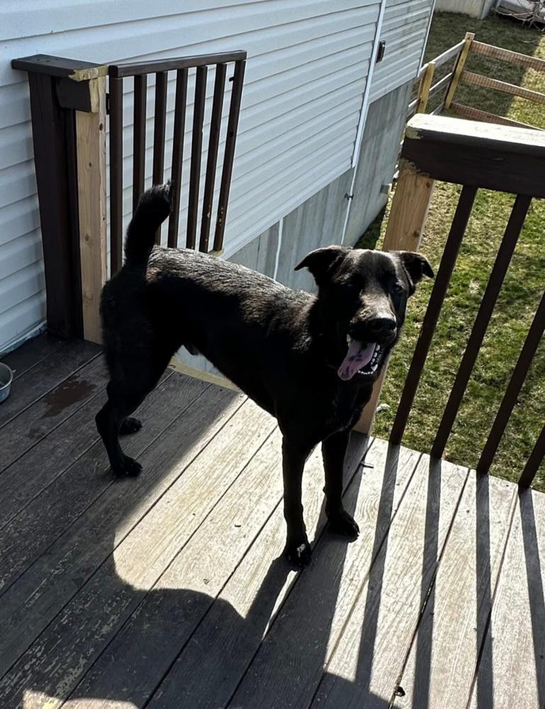 Enlarge Shadow Bob (Scout), a Adoptable mixed breed in Aurora, IN image 6/6