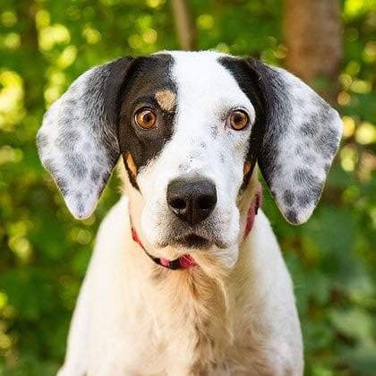 Betsy Moo, Adoptable, Adult Female Mixed Breed.