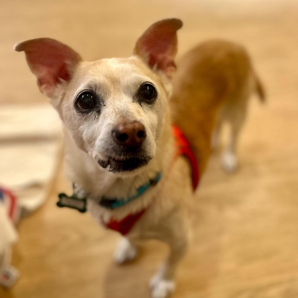 Christopher Guest 13785 — thumbnail 2