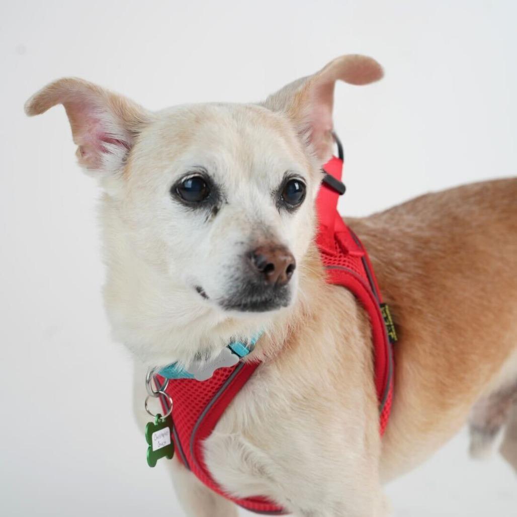 Christopher Guest 13785 — thumbnail 3