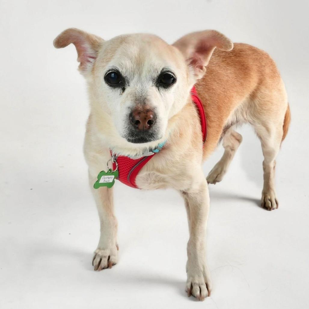 Christopher Guest 13785 — thumbnail 4