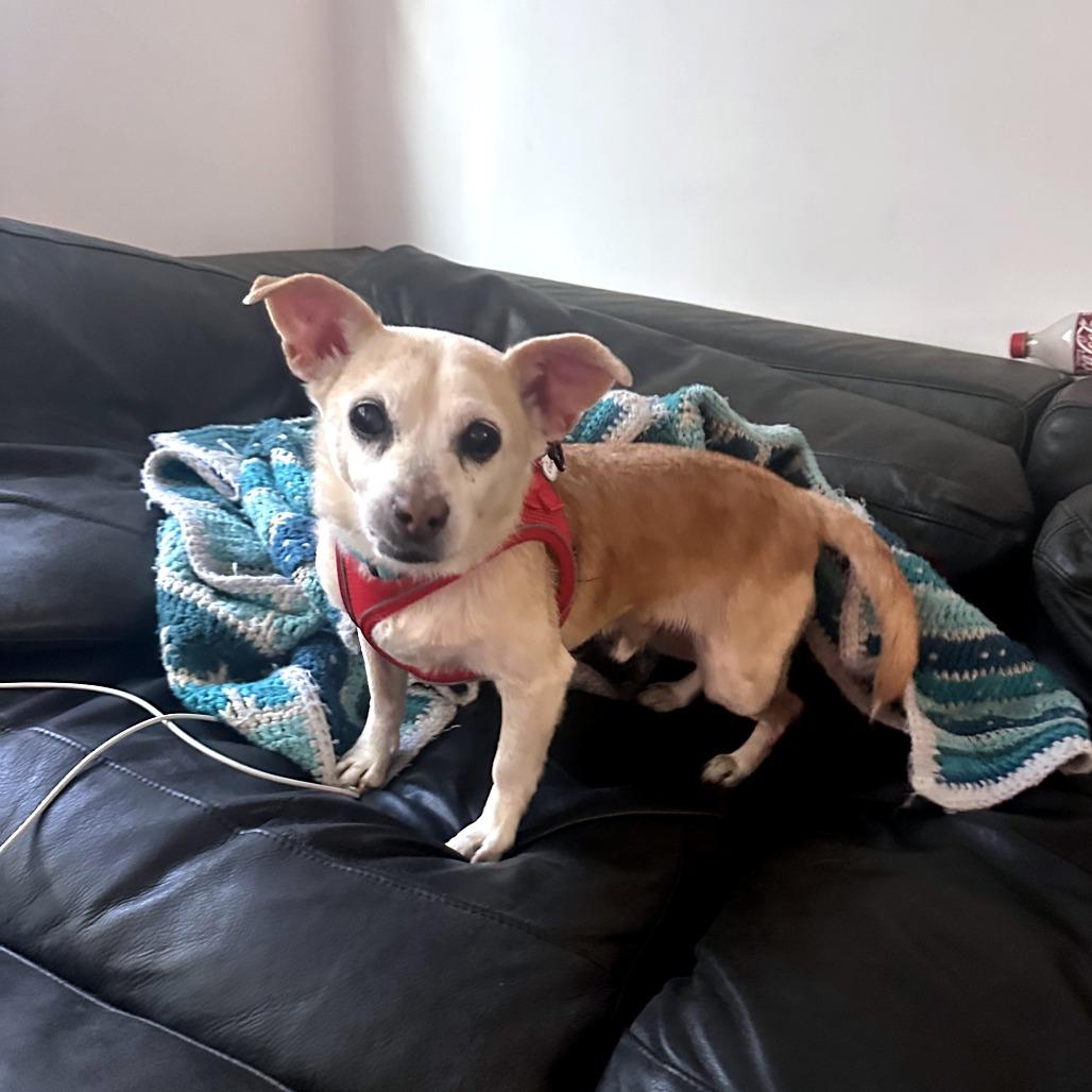 Christopher Guest 13785 — thumbnail 5