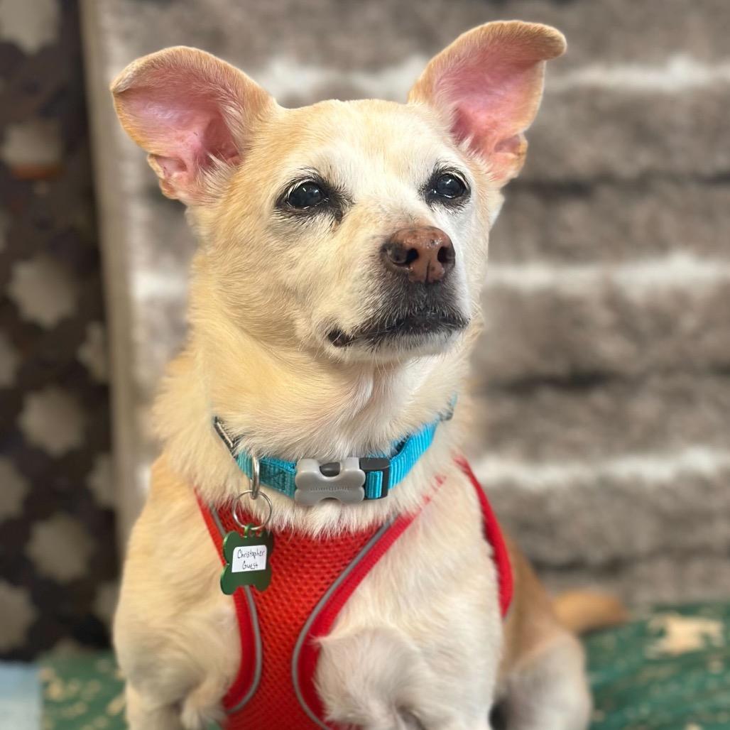 Christopher Guest 13785 — thumbnail 6