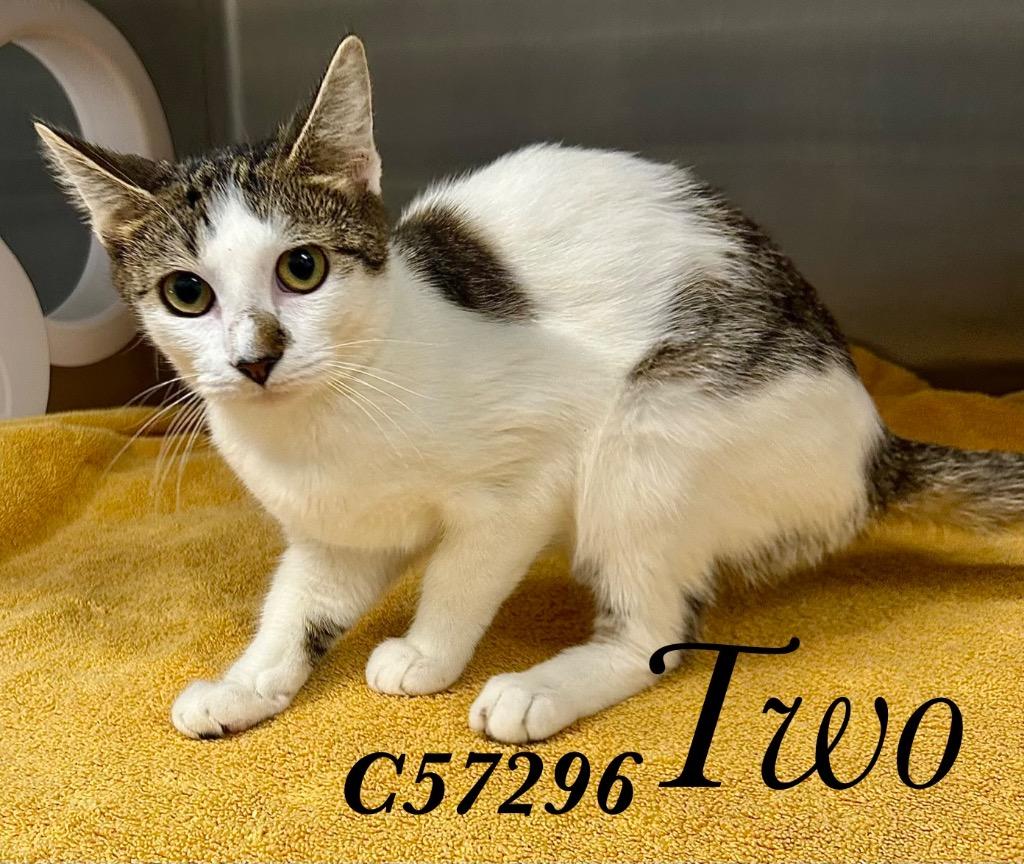 Two, Adoptable, Young Female Domestic Medium Hair.
