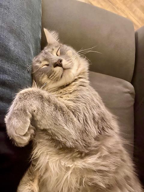 Enlarge Anubis, a Adoptable Domestic Medium Hair in Las Vegas, NV image 1/3