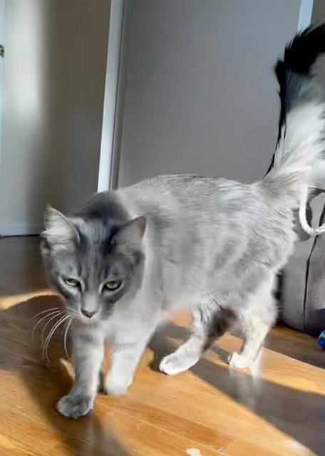 Enlarge Anubis, a Adoptable Domestic Medium Hair in Las Vegas, NV image 3/3