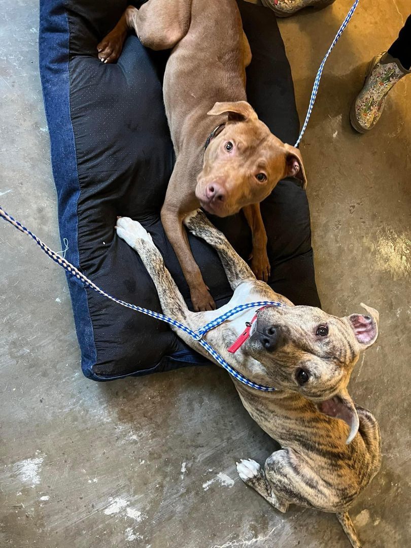 Quincey, Adoptable, Adult Male Pit Bull Terrier.